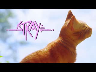 Mr moment one цена свободы stray 3 1440p