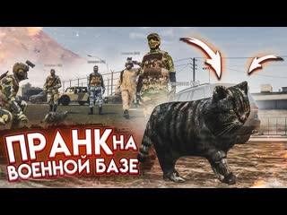 Bulkin пранк на военной базе я превратился в кошку как отреагируют игроки gta 5 rp