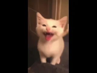 Meow