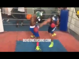 Спарринг василия ломаченко и шакура стивенсона boxingroom