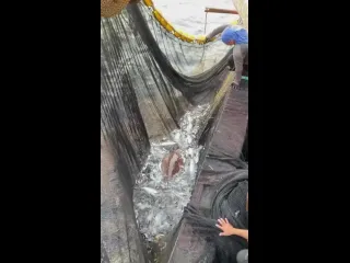 Спасение черепахи