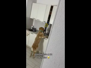 Хвостатые воришки