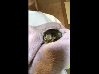 Спасли котнка