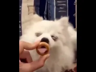 Наслаждается сушечкой