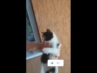 Колбасное кунгфу