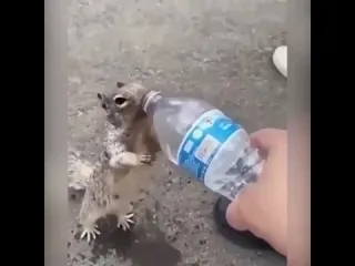 Белочке жарко