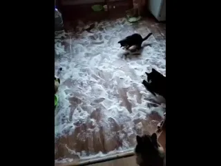 Пушистые кулинары