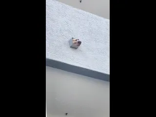 Усатые