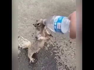 Белочке жарко