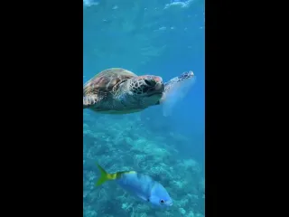 Морские обитатели