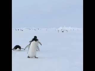 Антарктида