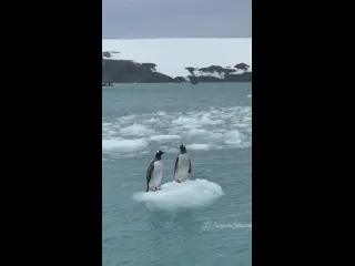 Антарктида