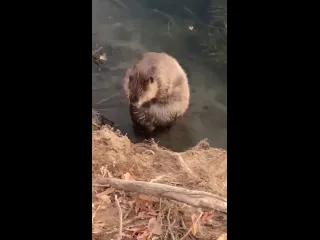 Водные процедуры