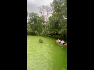 Дружелюбные ламантины