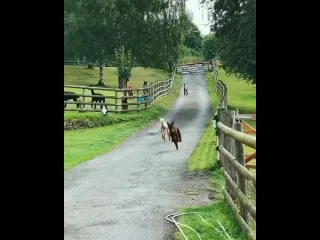 Наперегонки