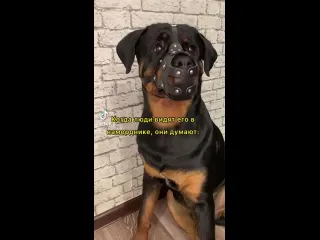 Внешность обманчива