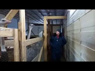Укрощение строптивого