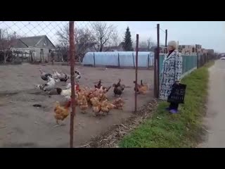 Патриотичные птицы