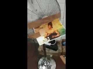 Рэмбо комнатный