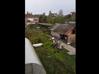 Барсик взбесился