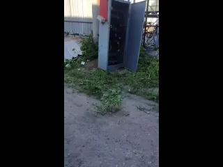 Осиная диверсия
