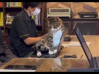 Неплохая раскладушка