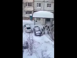 Собачий патруль