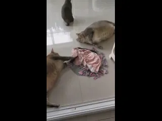 Толстяки