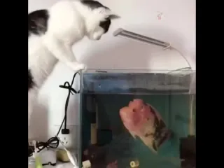 Нос откушу