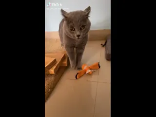 Федерико зверрини