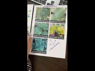 Болезни огурцов