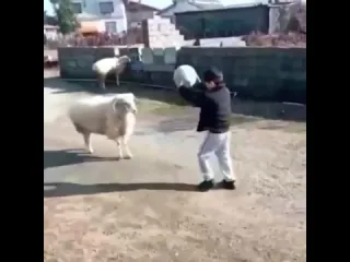 Спортсмены
