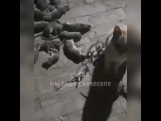 Добытчик