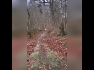 Конк горбунок