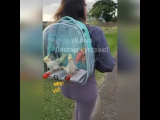 Счастливые птички