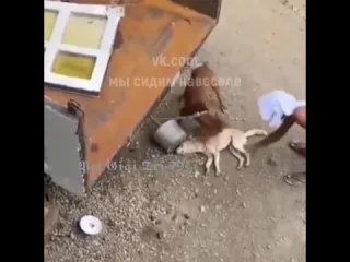 Прикинулся