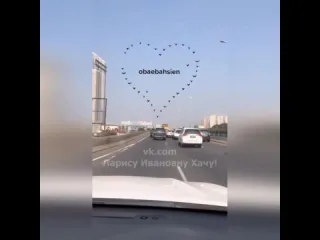 Птицы летят