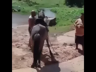 Принцпереросток