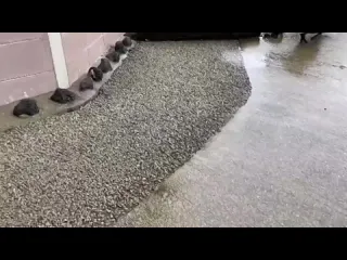 Бобр