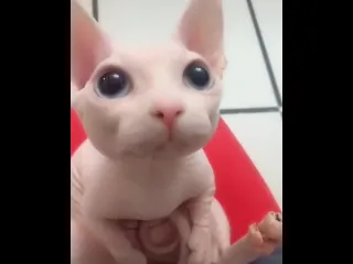 Котеика