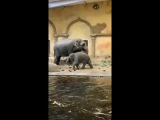 Слоники