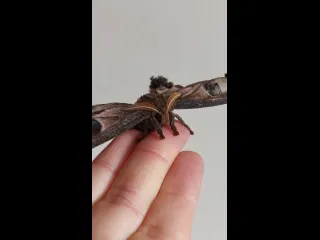 Атлас