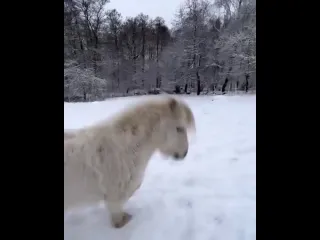 Пони элвин