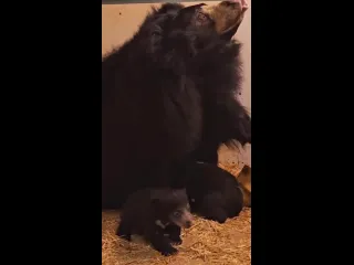 Медведьгубач