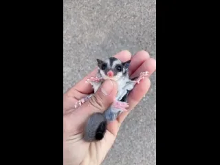 Сахарный планер