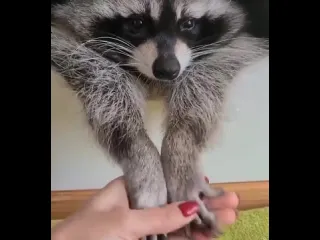 Енотик