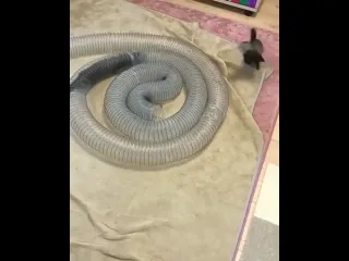 Хорьки