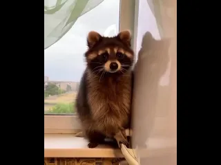 Енотик