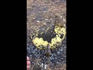 Бурундуки