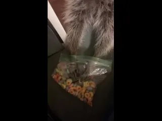 Енотик